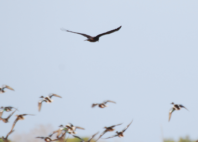Rapace a Orbetello... una poiana??????